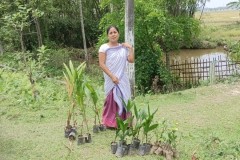 Saplings-2