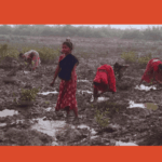 Mission Mangrove Program