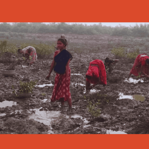 Mission Mangrove Program