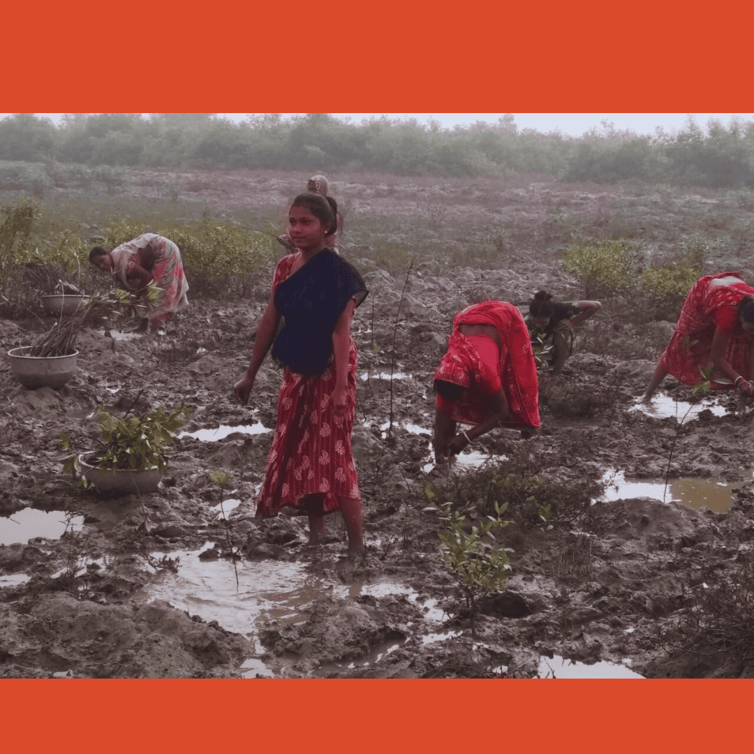 Mission Mangrove Program